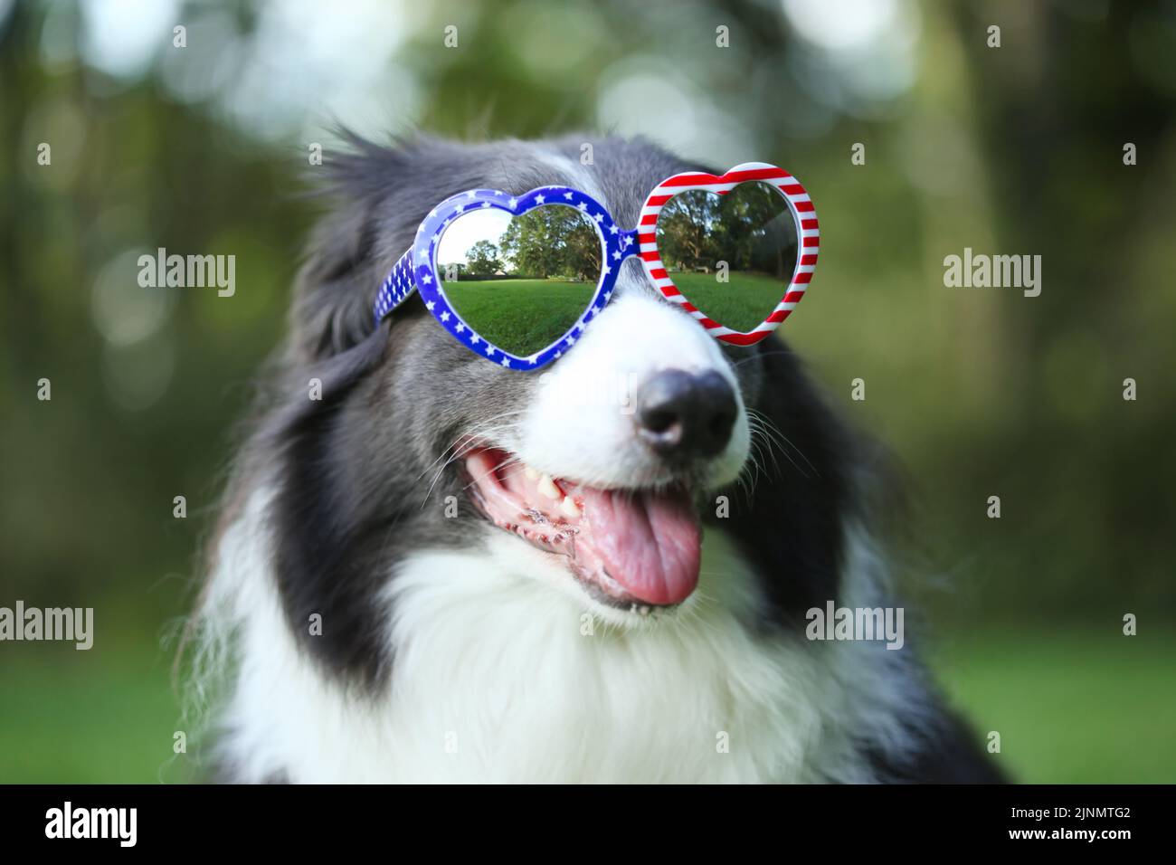Border collie dog wearing heart shaped American flag sunglasses for 4th of July Stock Photo