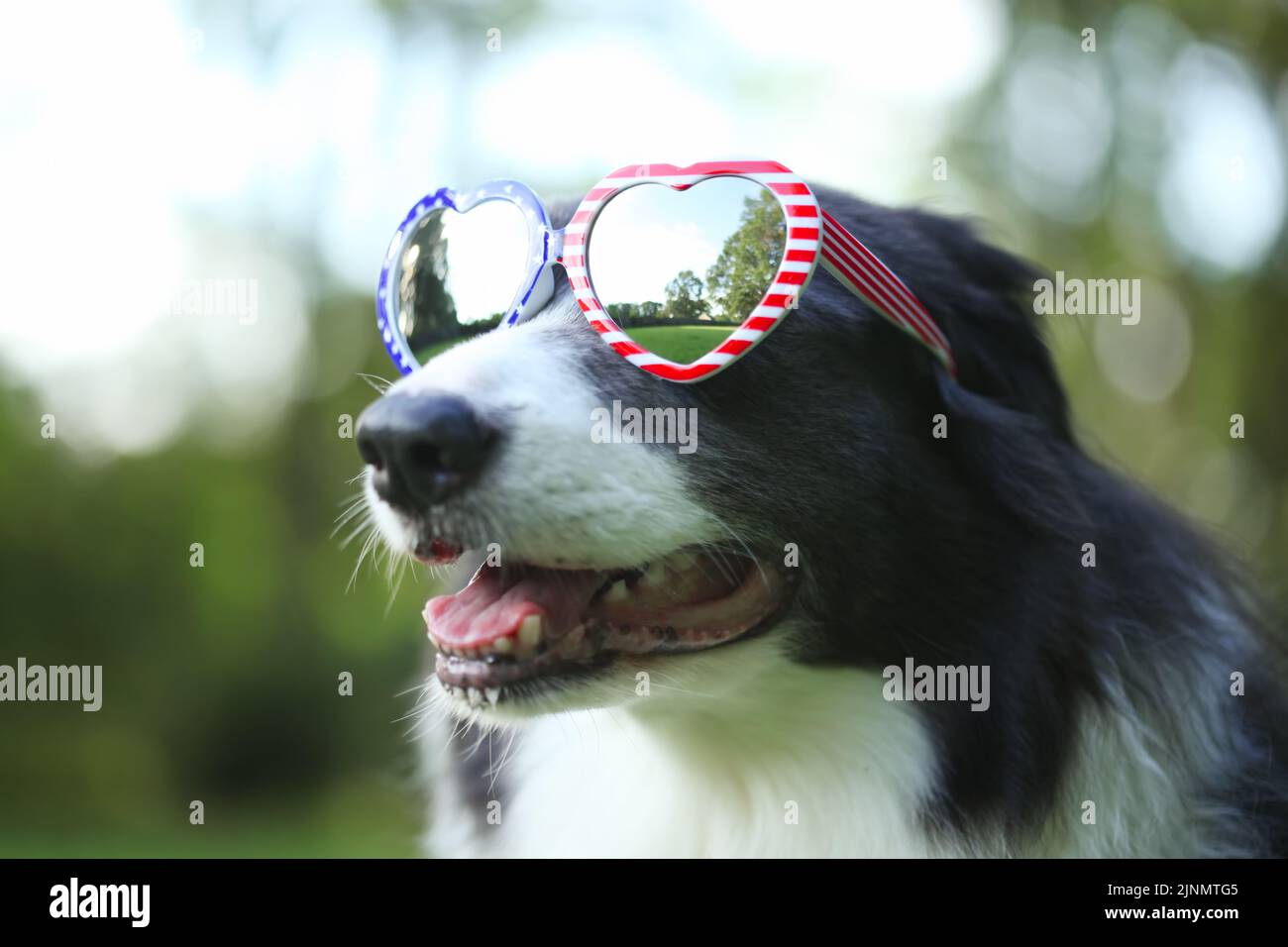 Border collie dog wearing heart shaped American flag sunglasses for 4th of July Stock Photo