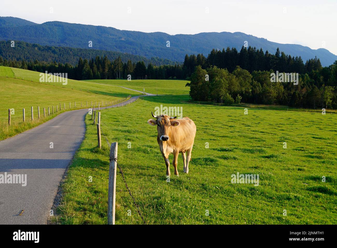 a cute cow grazing in Steingaden on the green alpine meadow by the road in the Bavarian Alps, Bavaria, Germany Stock Photo