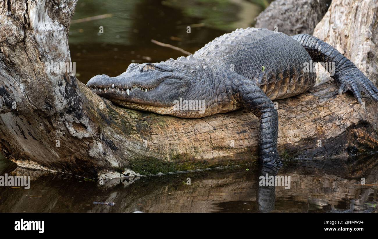 American Alligator Sleeping on a Fallen Tree Stock Photo