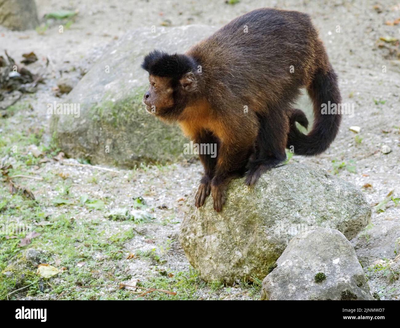 Monkey of the Capuchin family for a walk in the Salzburg Zoo Stock Photo