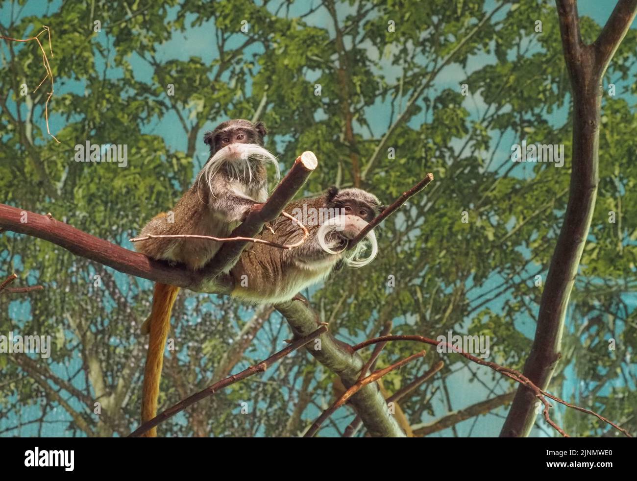 Two Imperial tamarins perched on a tree at the Salzburg Zoo Stock Photo