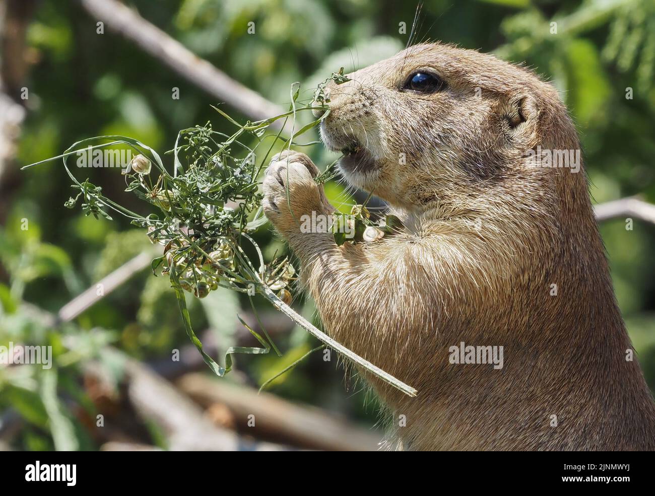 Close-up of a gopher at the Salzburg Zoo Stock Photo