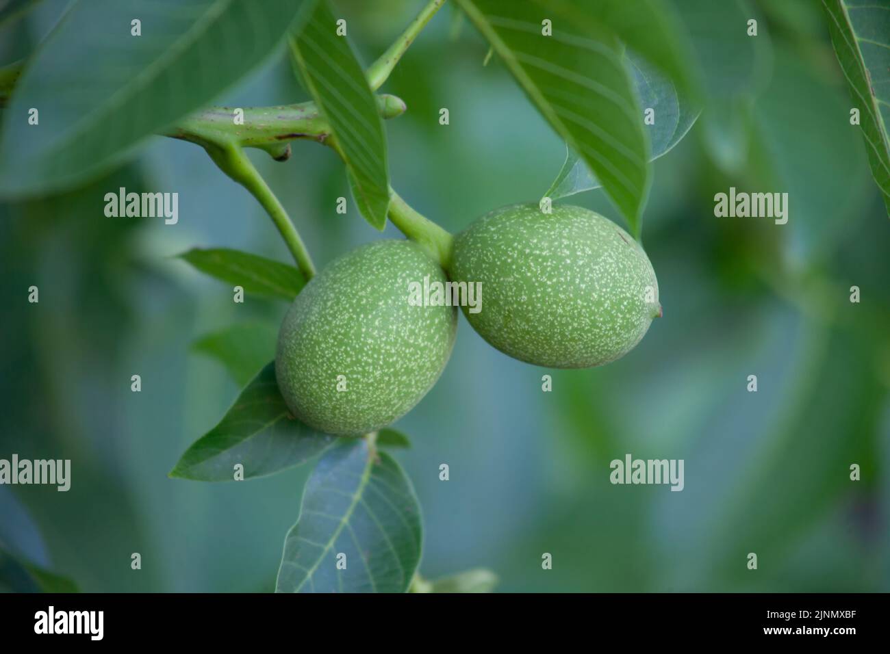 Two green walnuts, close-up, growing on a tree. Stock Photo