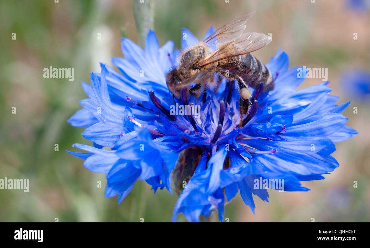 A bee on a blue cornflower close-up Stock Photo