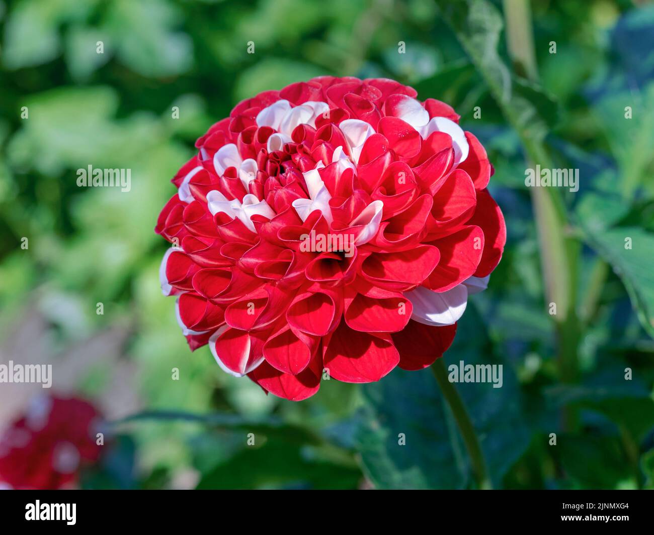 Closeup of a red and white pompon Dahlia variety War of the Roses flowering in a garden Stock Photo