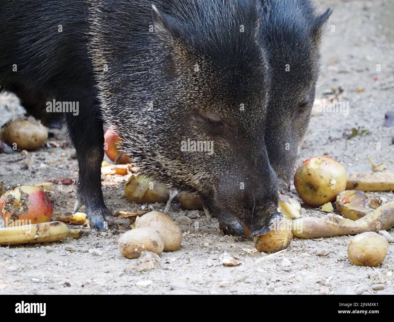 Collared Peccary at the Salzburg Zoo Stock Photo