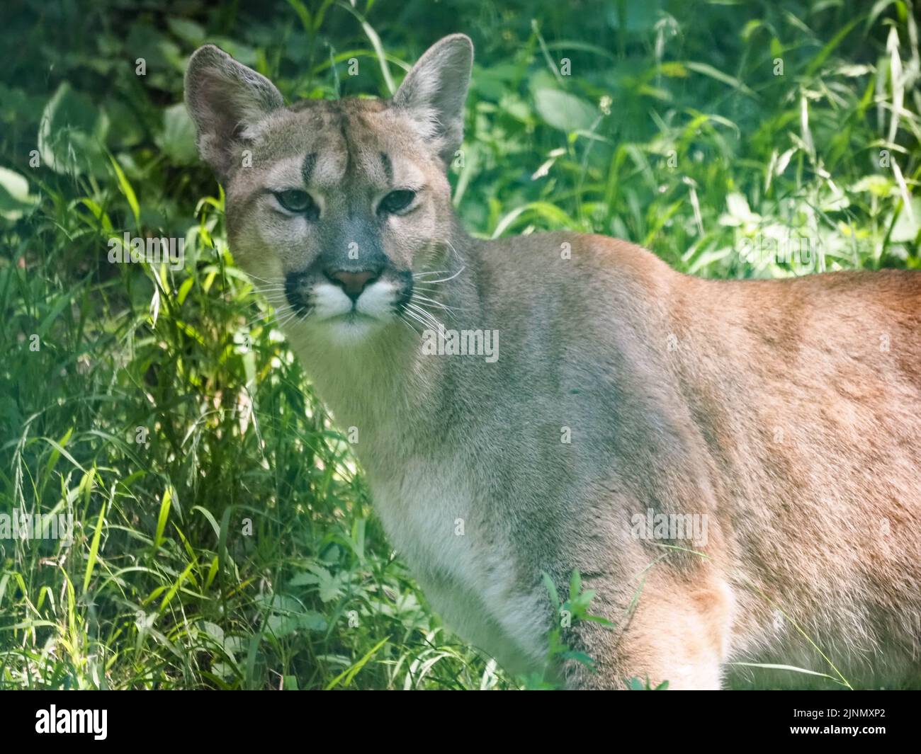 Cougar in an open pen at the Salzburg Zoo Stock Photo
