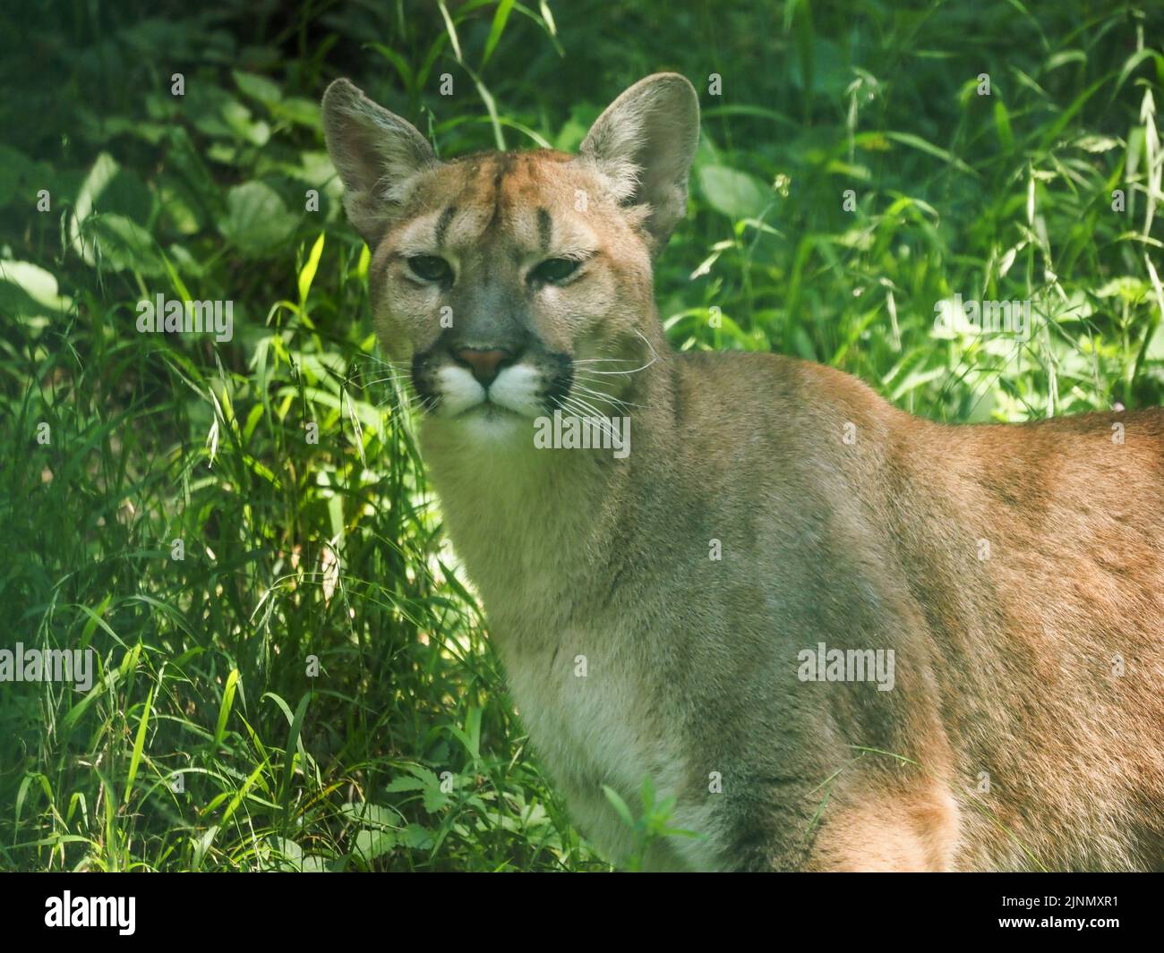 Cougar in an open pen at the Salzburg Zoo Stock Photo