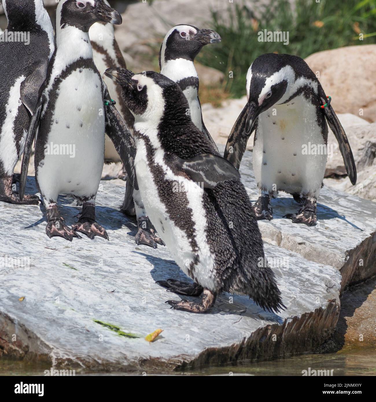 African penguin (Spheniscus demersus), also known as Cape penguin or South African penguin at the Salzburg Zoo Stock Photo