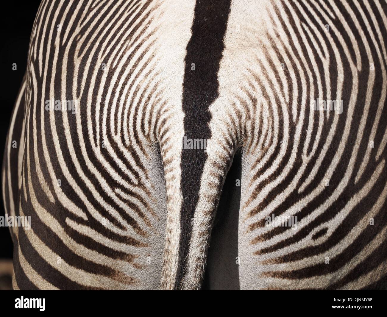 Zebra photographed from behind at the Salzburg Zoo Stock Photo
