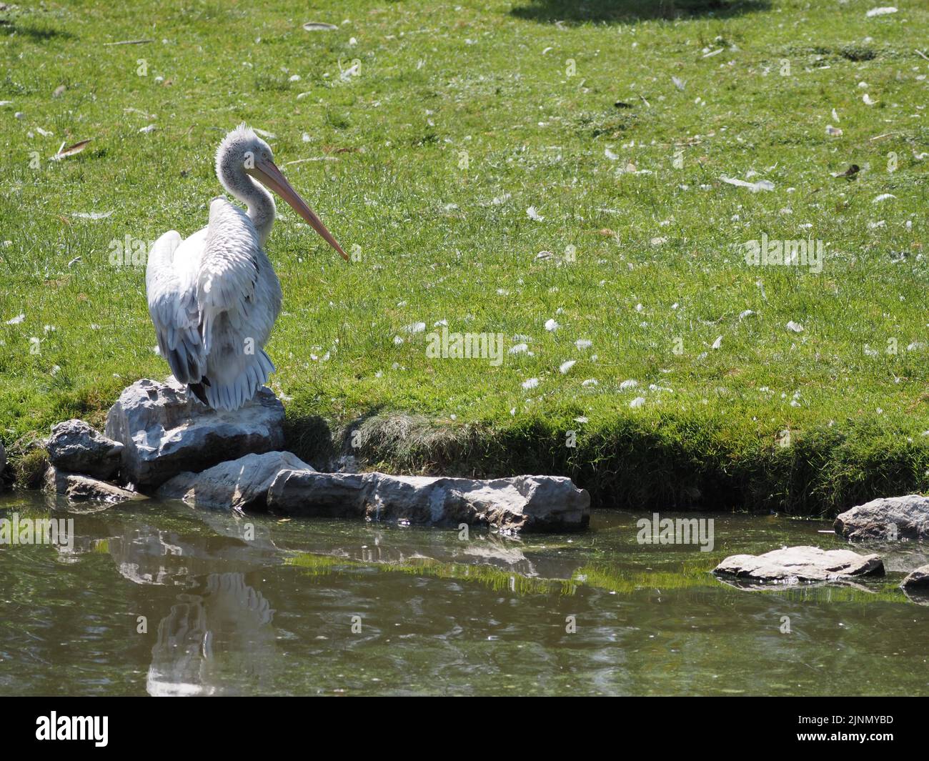 A pelican sits on a rock by a pond against a green lawn at the Salzburg ...