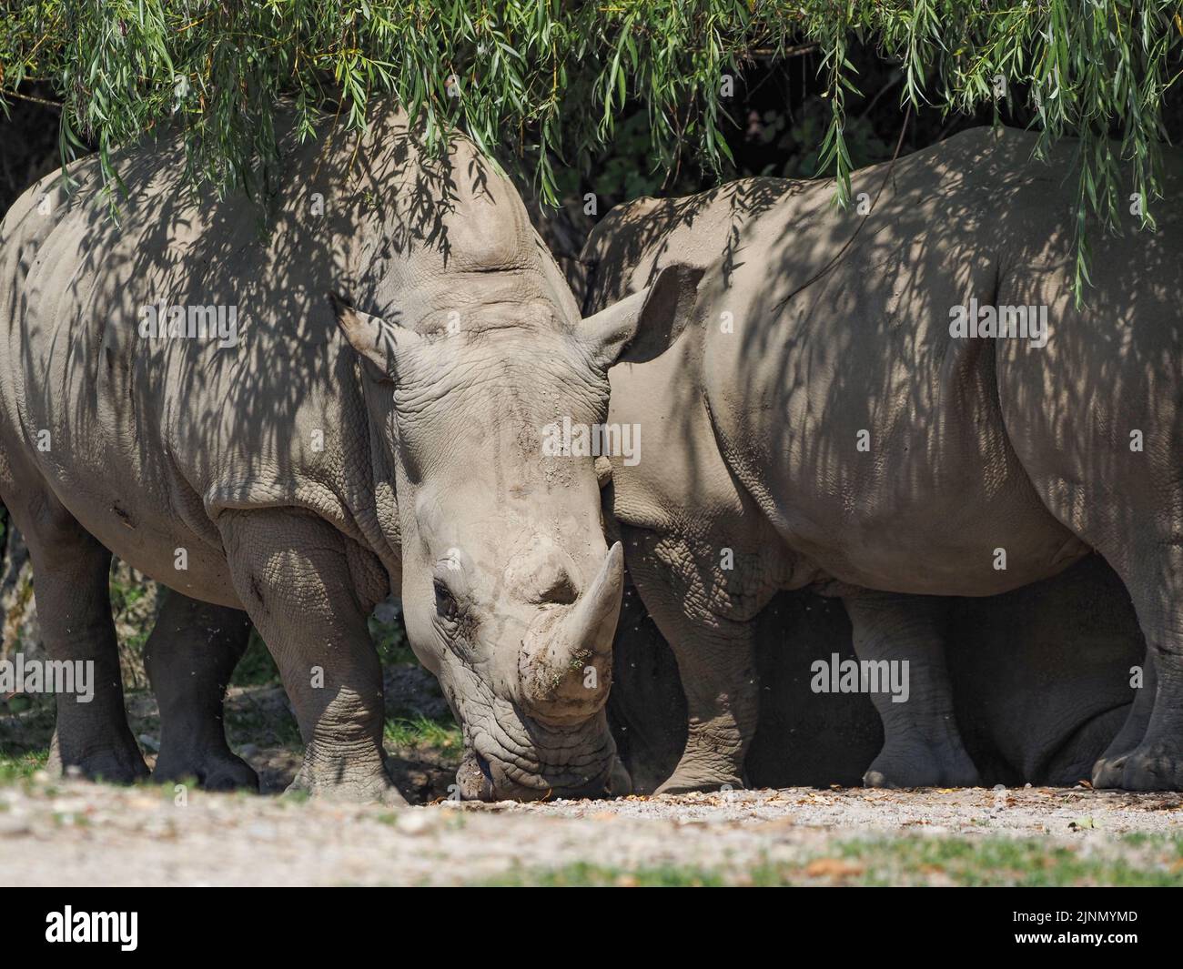 Southern white rhinoceros (Ceratotherium simum simum) at the Salzburg Zoo Stock Photo