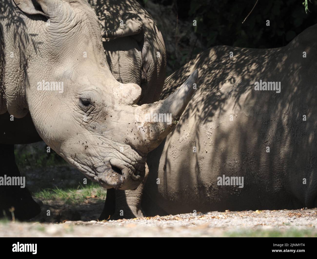 Southern white rhinoceros (Ceratotherium simum simum) at the Salzburg Zoo Stock Photo