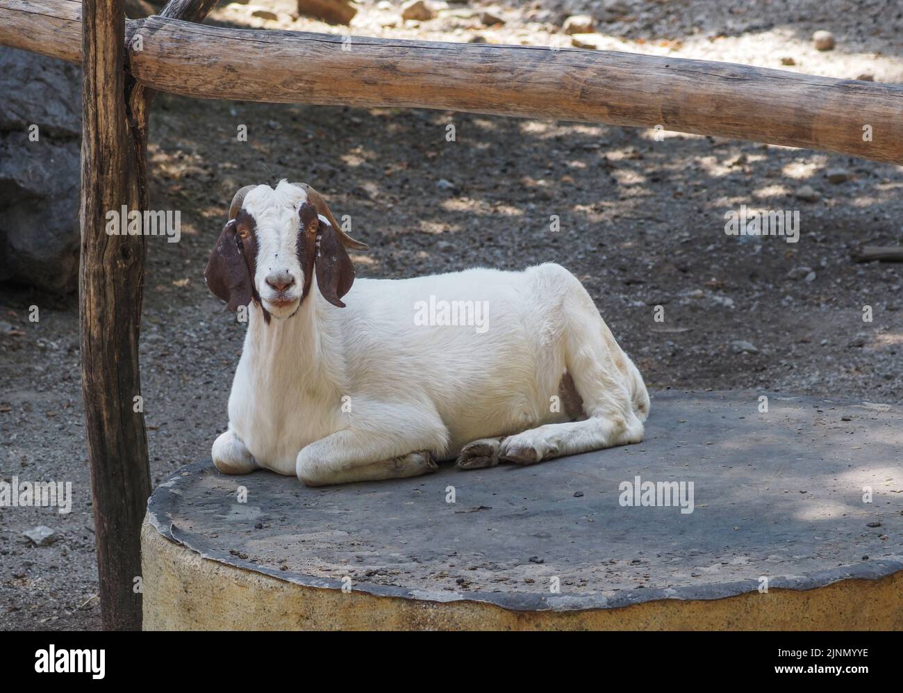 A white goat lies in an enclosure at the Salzburg Zoo Stock Photo