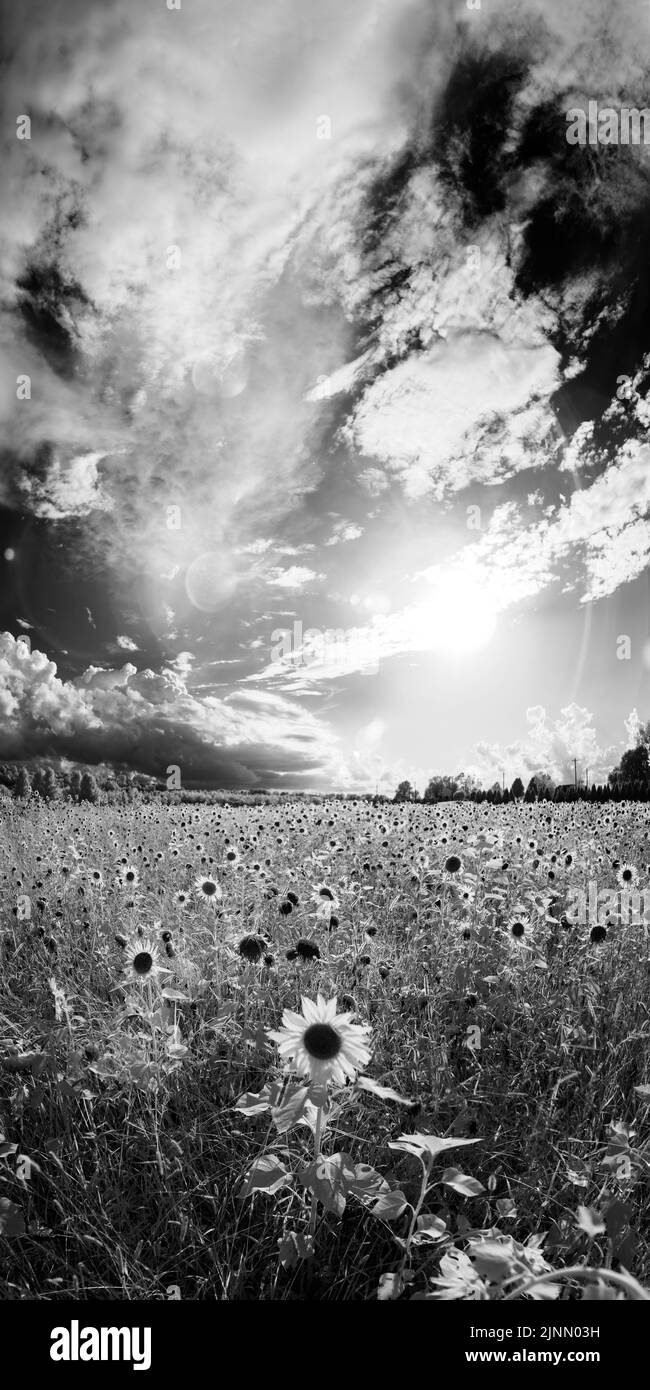 A black and white vertical panorama of a field of sunflowers with a dramatic sky above.  A single sunflower is low center in the frame. Stock Photo