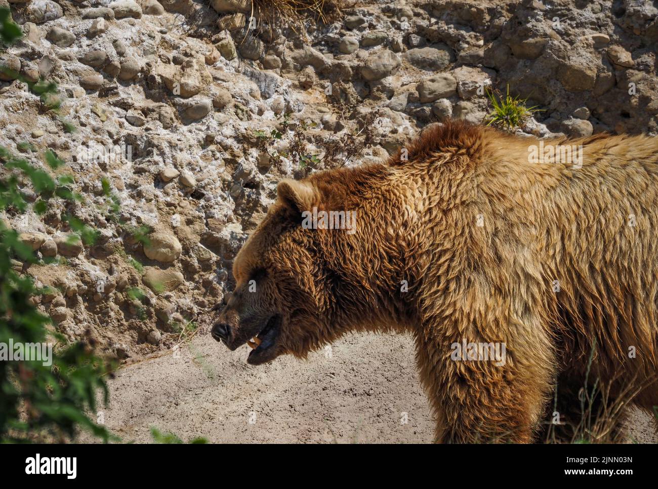 Brown bear in an enclosure at the Salzburg Zoo Stock Photo