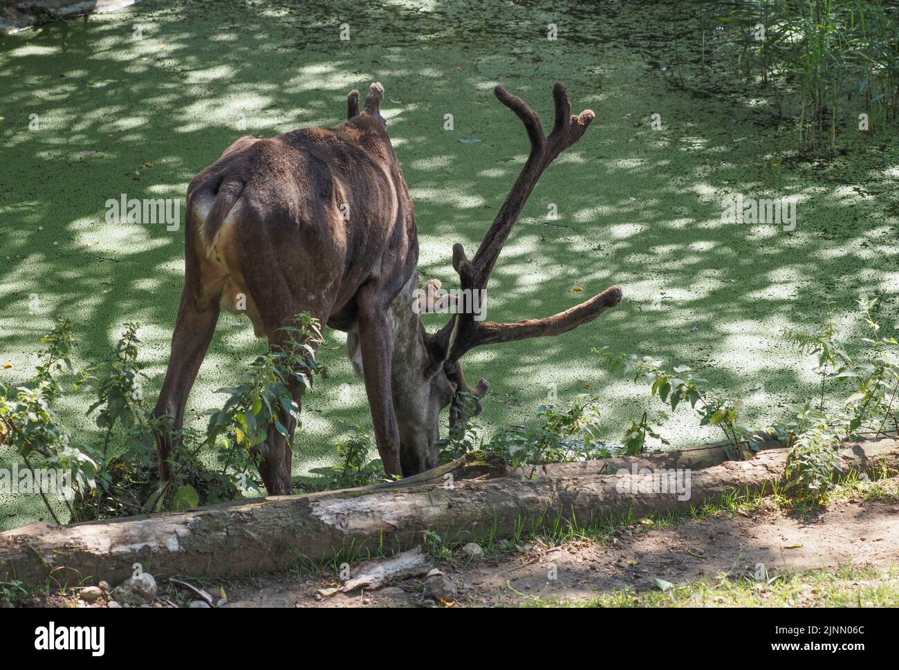 European red deer at the watering hole at the Salzburg Zoo Stock Photo
