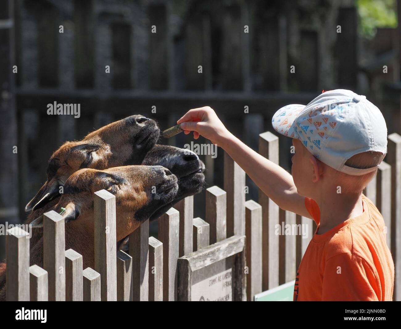 Little boy feeding goats at the Salzburg Zoo Stock Photo