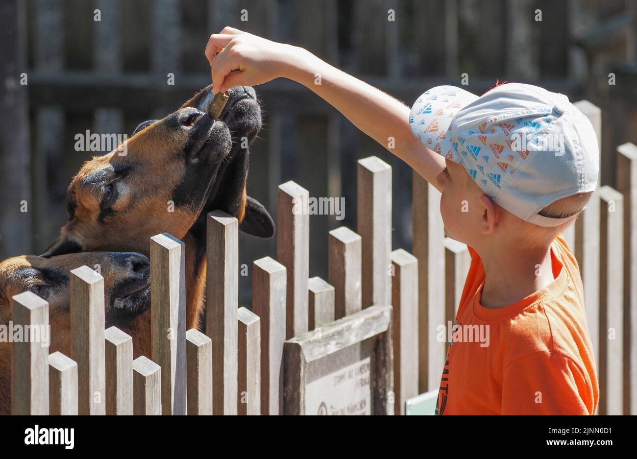Little boy feeding goats at the Salzburg Zoo Stock Photo
