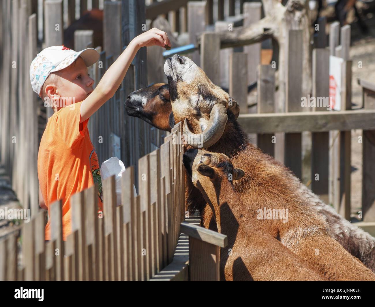 Little boy feeding goats at the Salzburg Zoo Stock Photo