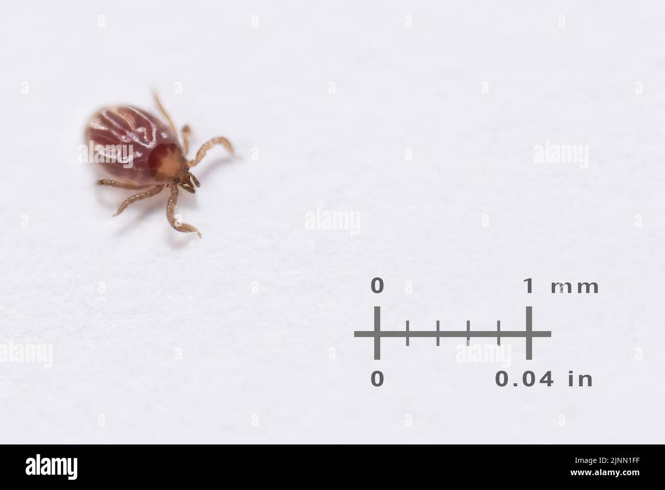 Small deer tick with measuring scale on white background. Ixodes ricinus or scapularis. Larva lifecycle stage of parasitic insect. Tick-borne diseases. Stock Photo
