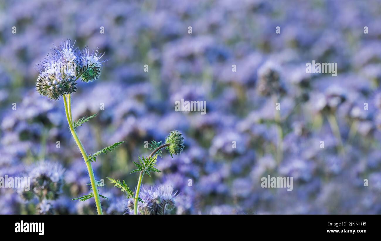 Beautiful purple tansy blooms on blurry flowering field background. Phacelia tanacetifolia. Closeup of clustered flowers or green leaves on hairy stem. Stock Photo