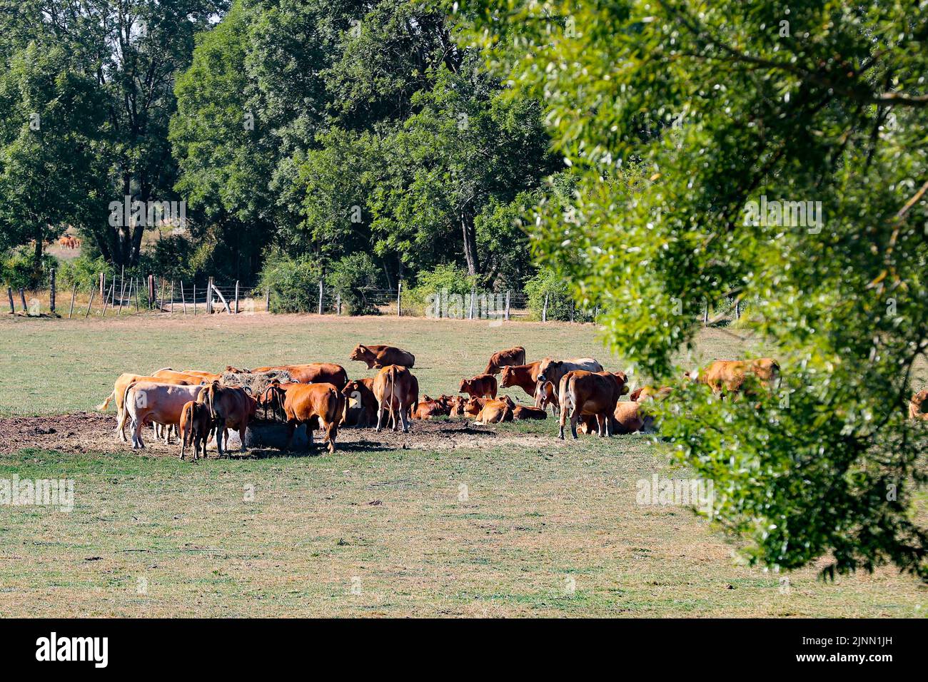 Belgium. 12th Aug, 2022. Illustration picture shows cows in a dry field in Luxembourg province, Belgium, on Friday 12 August 2022. Severe droughts are effecting Europe since the beginning of the year. Weather forecast services announced an 8 to 10 day long heat wave. BELGA PHOTO BRUNO FAHY Credit: Belga News Agency/Alamy Live News Stock Photo