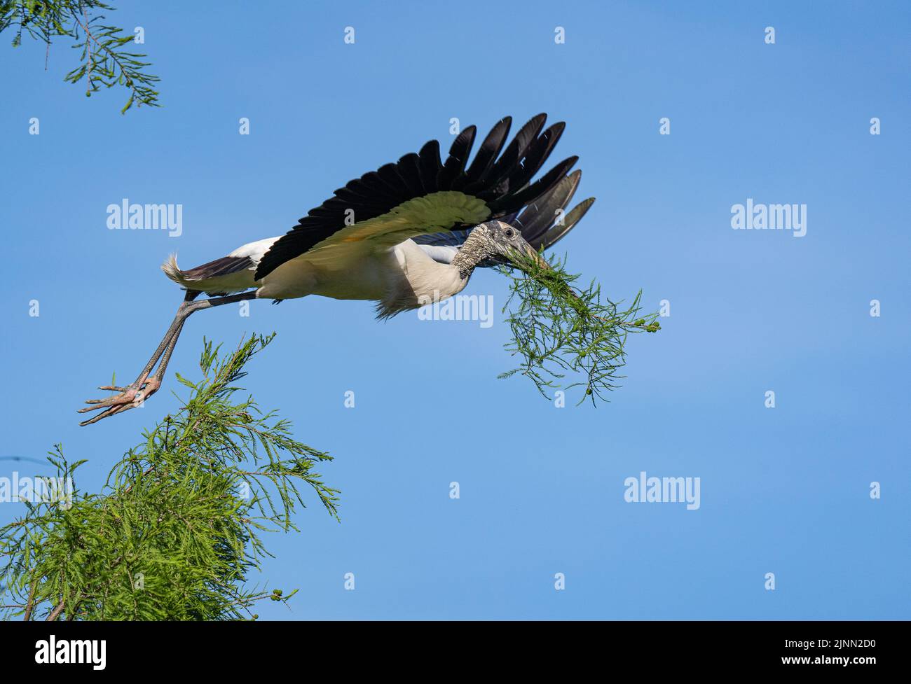 Wood Stork Carrying Nesting Material Stock Photo