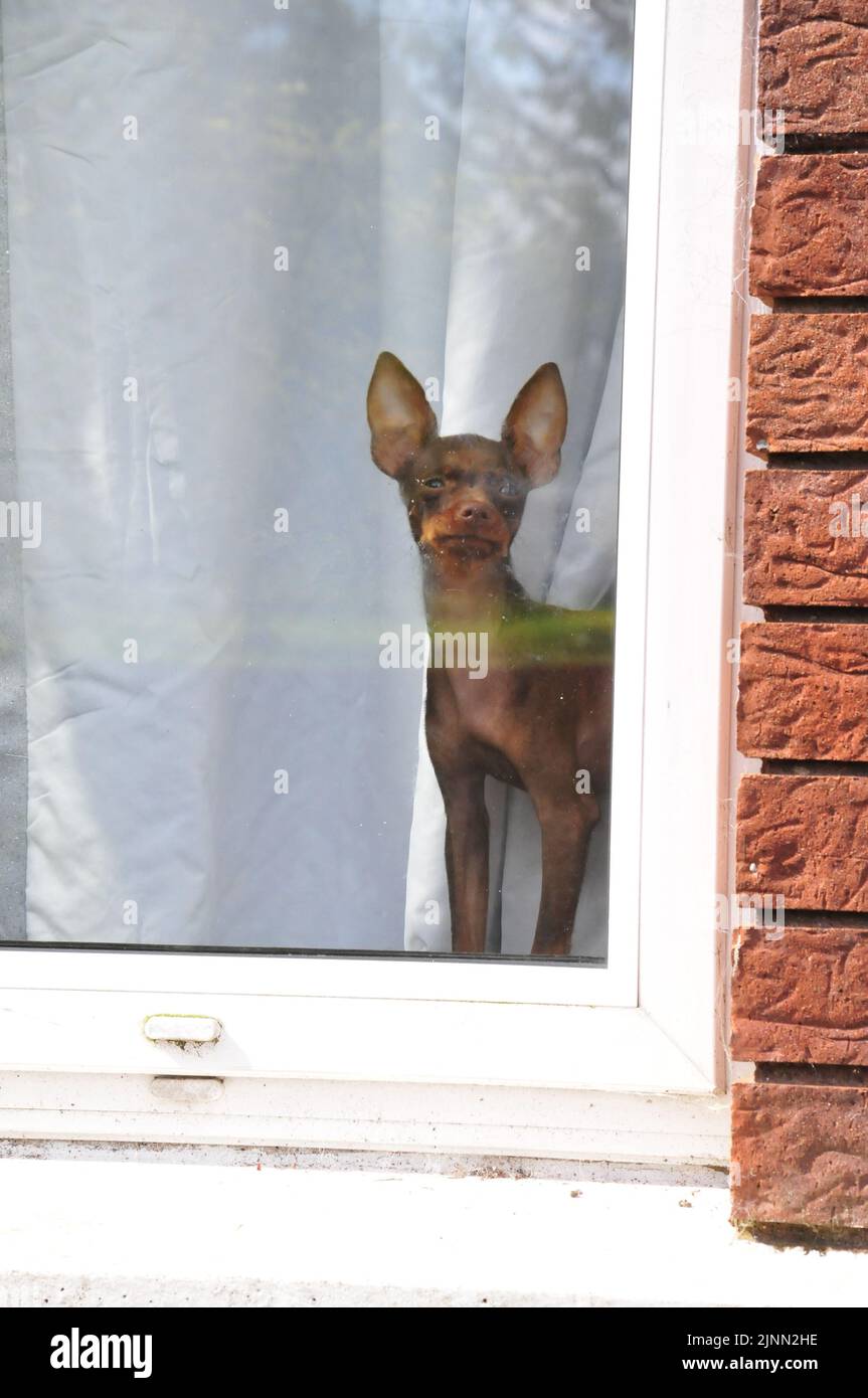 Dog on the inside window Stock Photo