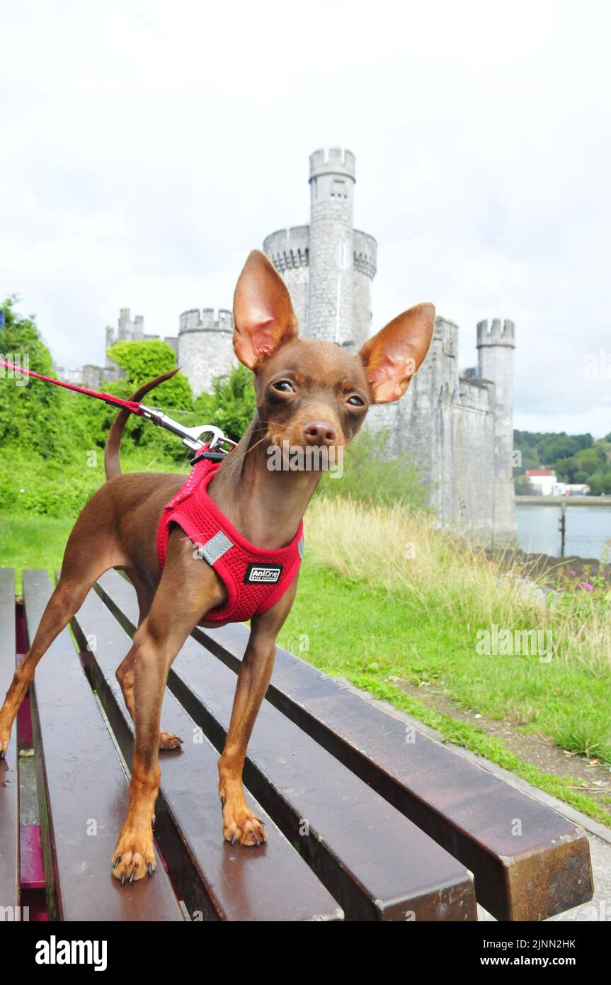 Russian toy terrier in Cork Irelanddog on the bench Stock Photo