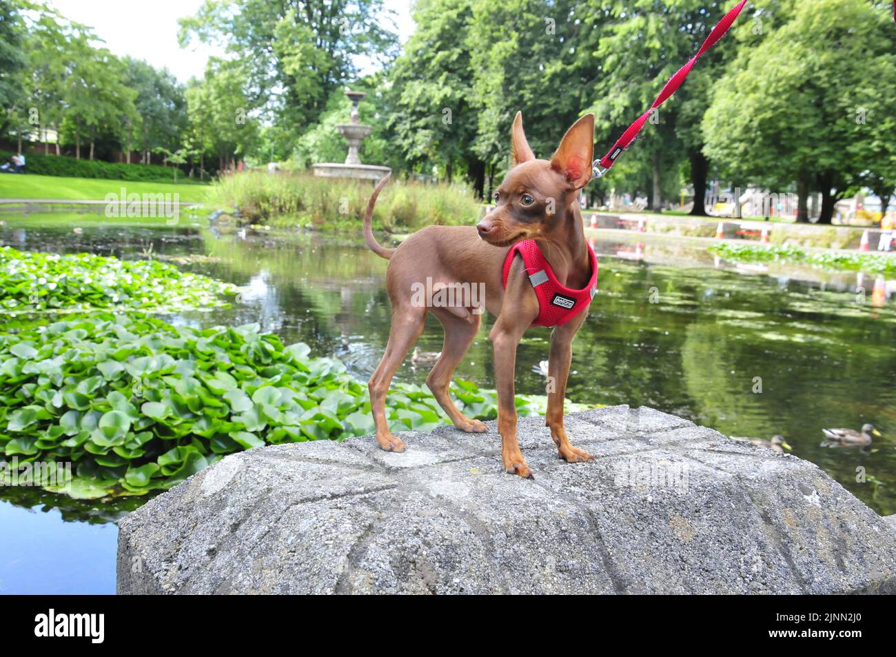 Russian toy terrier in Cork Ireland Stock Photo