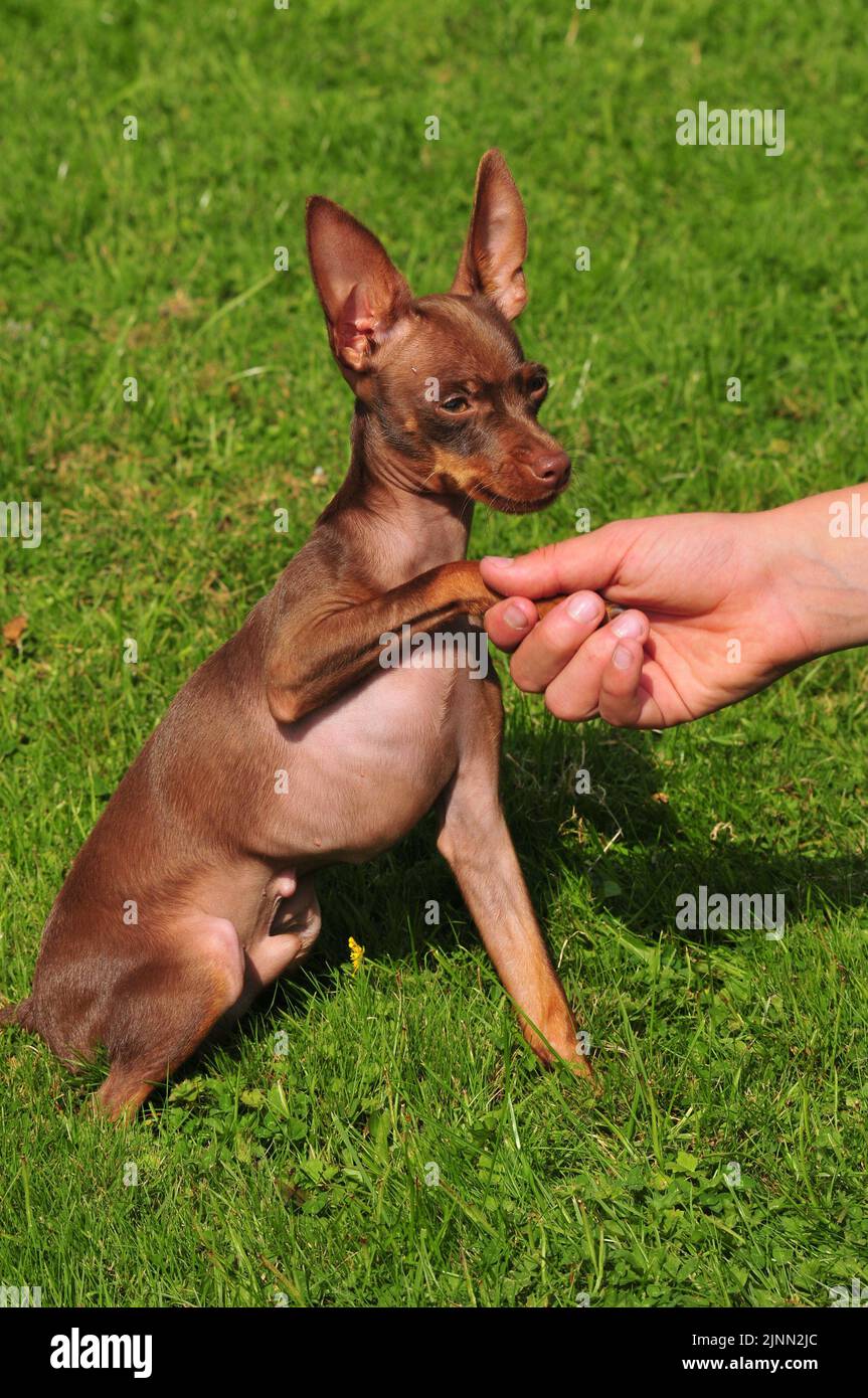 Puppy on the training Stock Photo