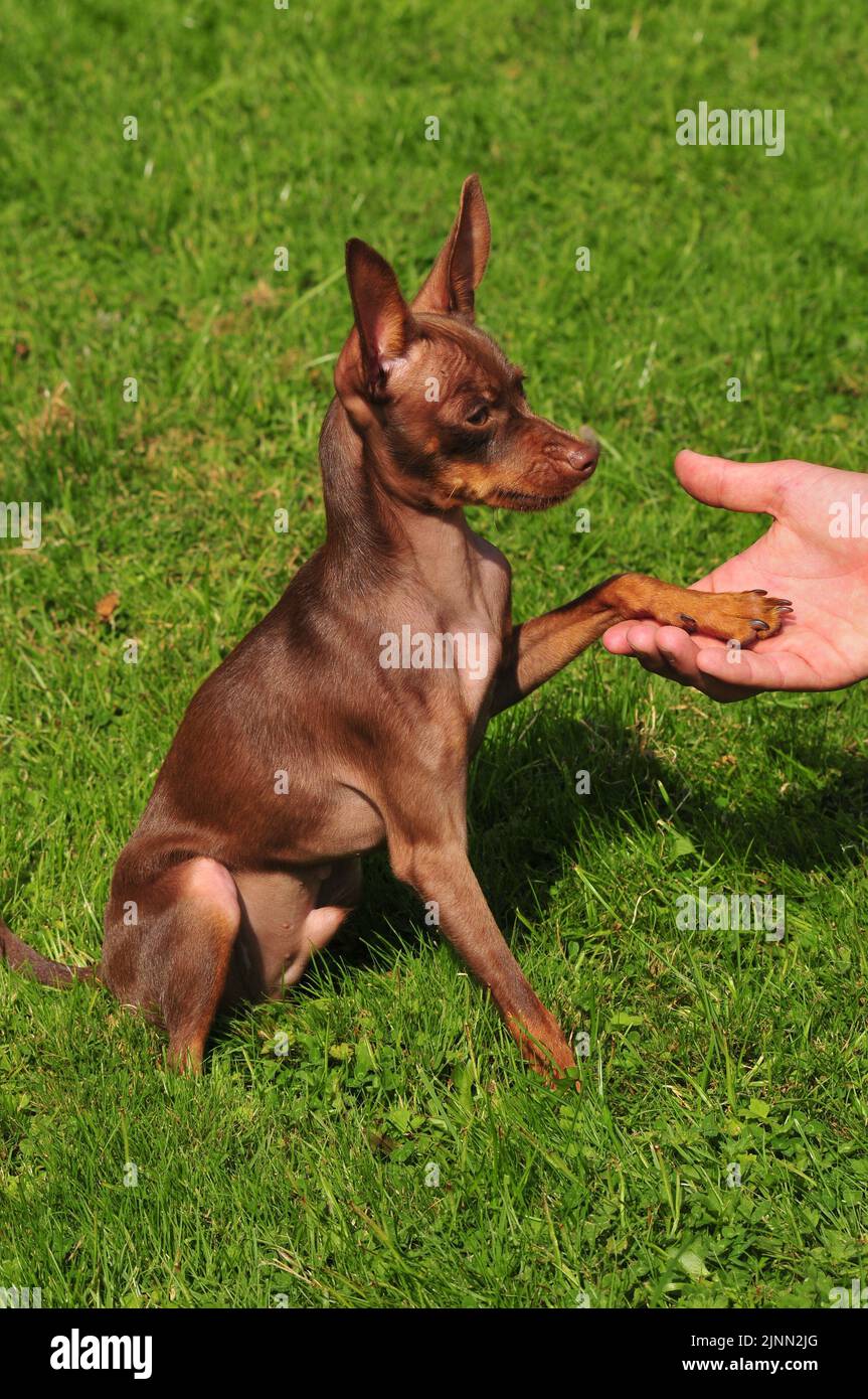 Puppy on the training Stock Photo