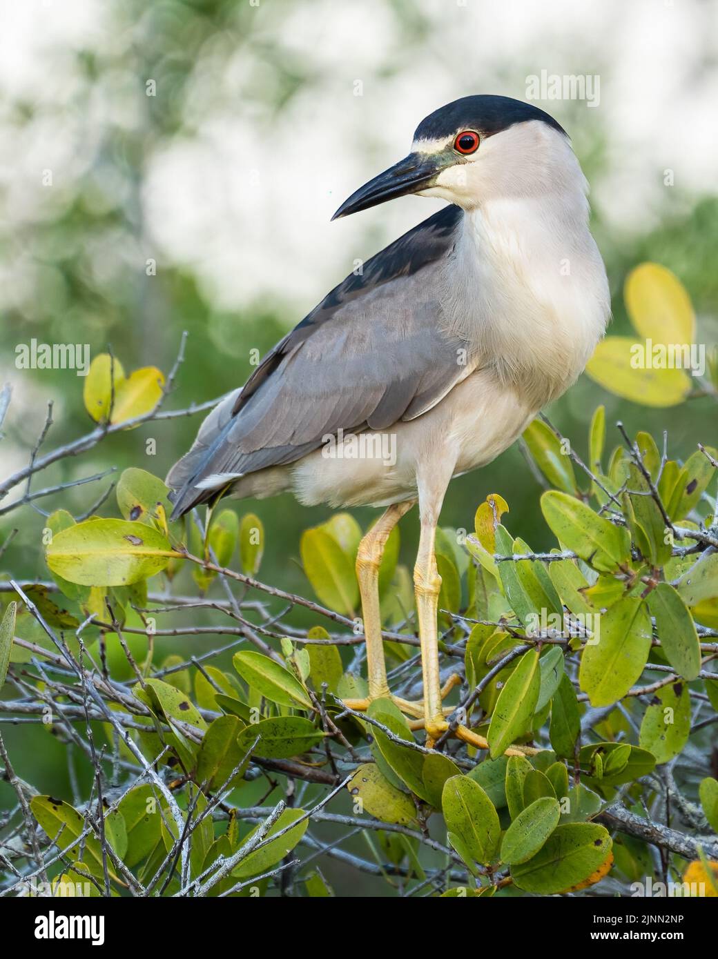 Black-crowned Night Heron Stock Photo