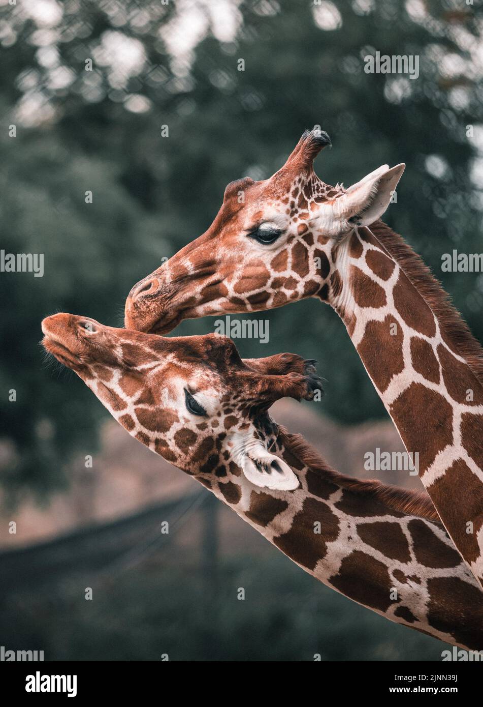 Giraffes hug each other in Rotterdam Zoo Stock Photo - Alamy