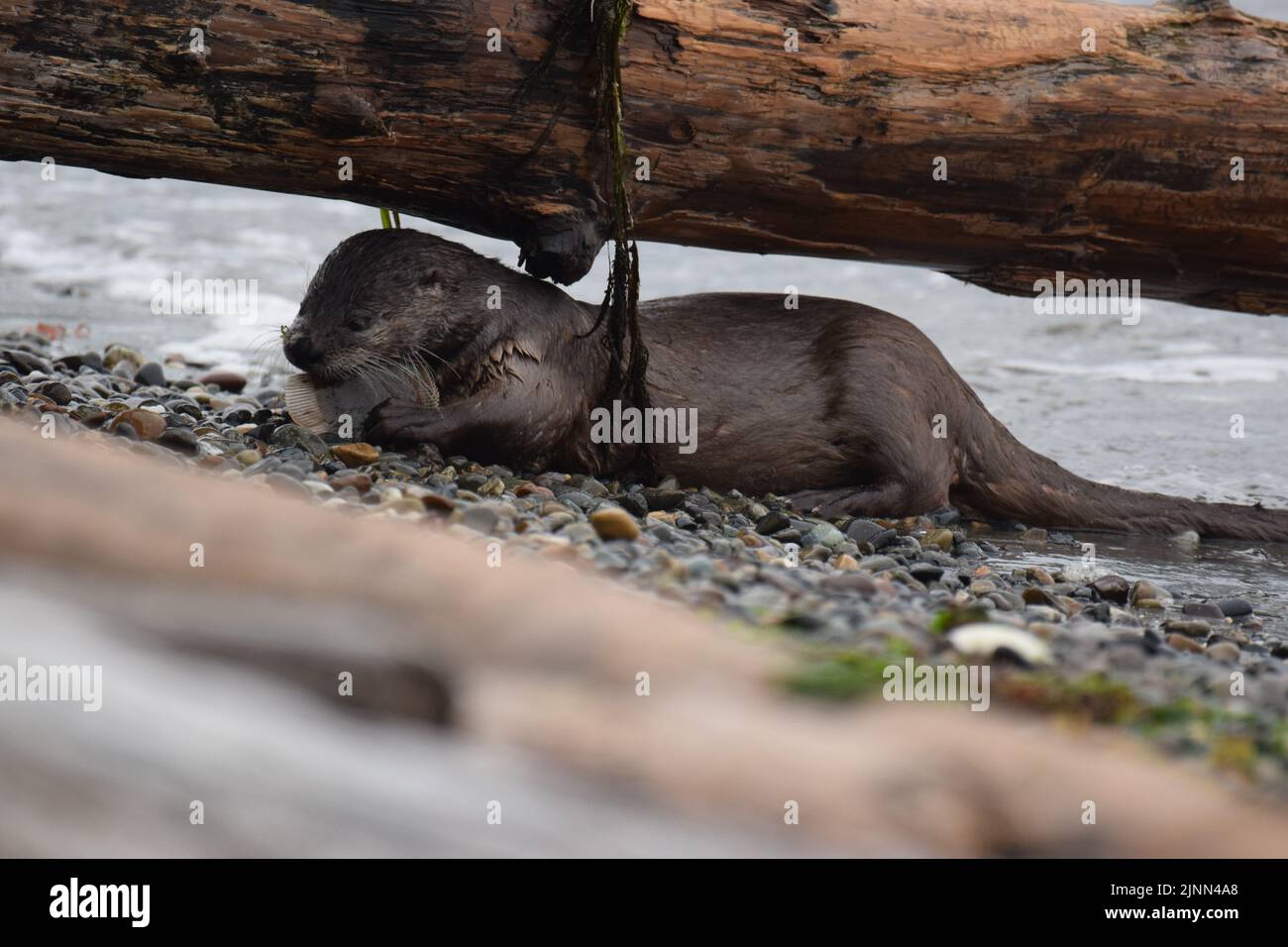 River otter eating fish on beach at Lincoln Park, West Seattle Stock Photo