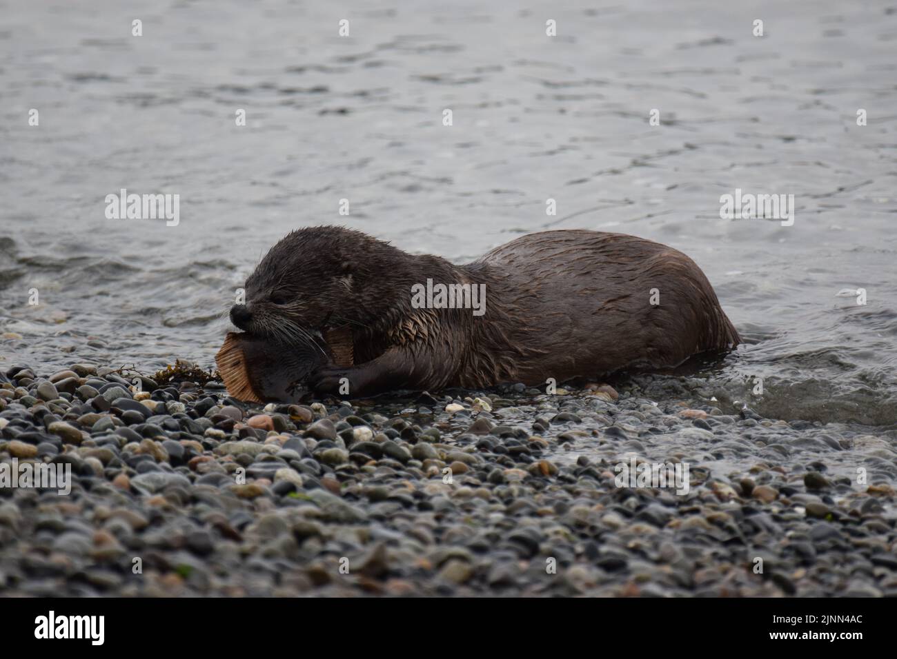 River otter eating fish on beach at Lincoln Park, West Seattle Stock Photo