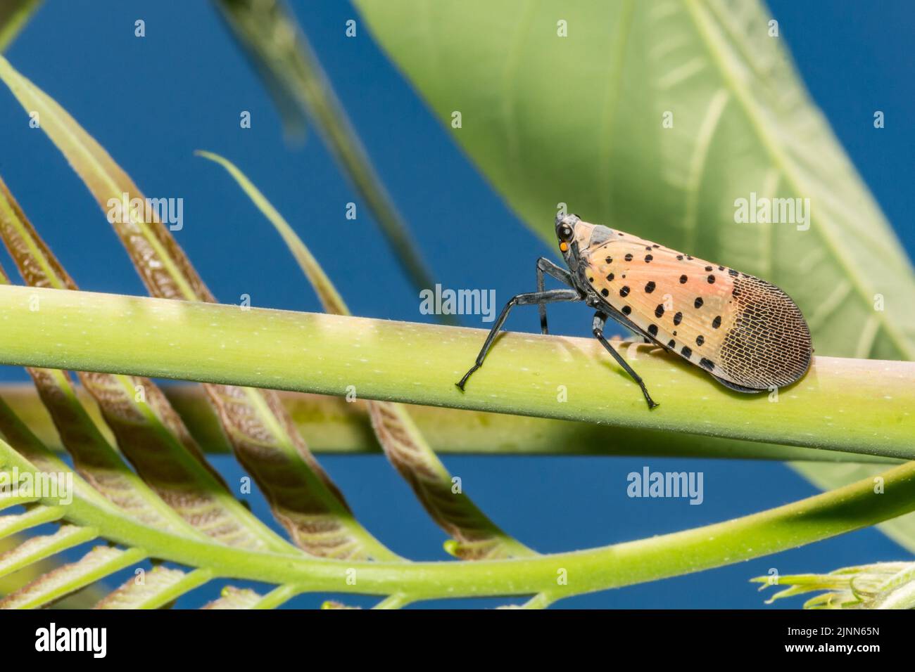 Spotted Lanternfly - Lycorma delicatula Stock Photo