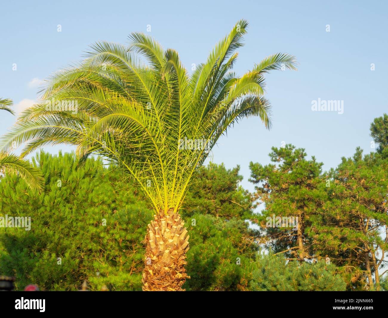 Palm tree in the park at the resort. Palm tree on the background of