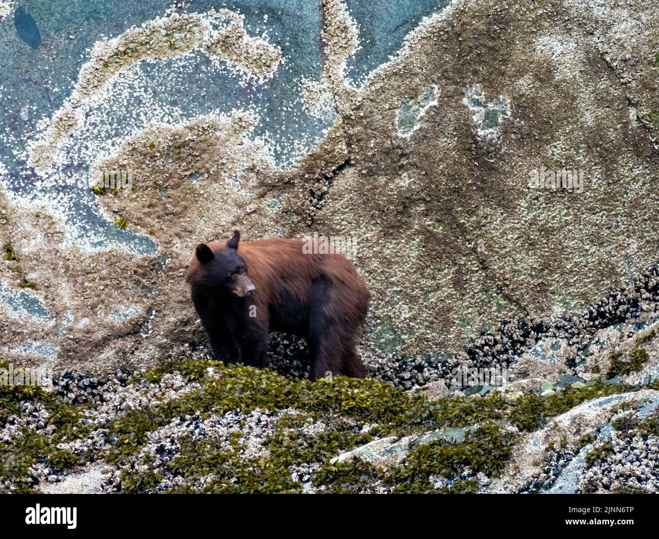 Black bear, Ursus americanus, feeding on barnacles in the intertidal zone of Tracy Arm, Southeast Alaska Stock Photo