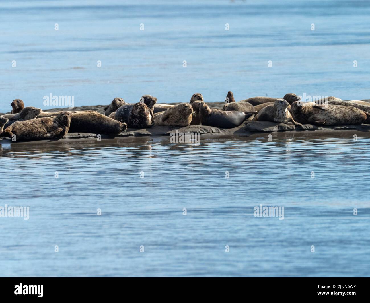 Harbor seal Phoca vitulina, hauled out on the mouth of the Stikine River in Southeast Alaska, USA Stock Photo