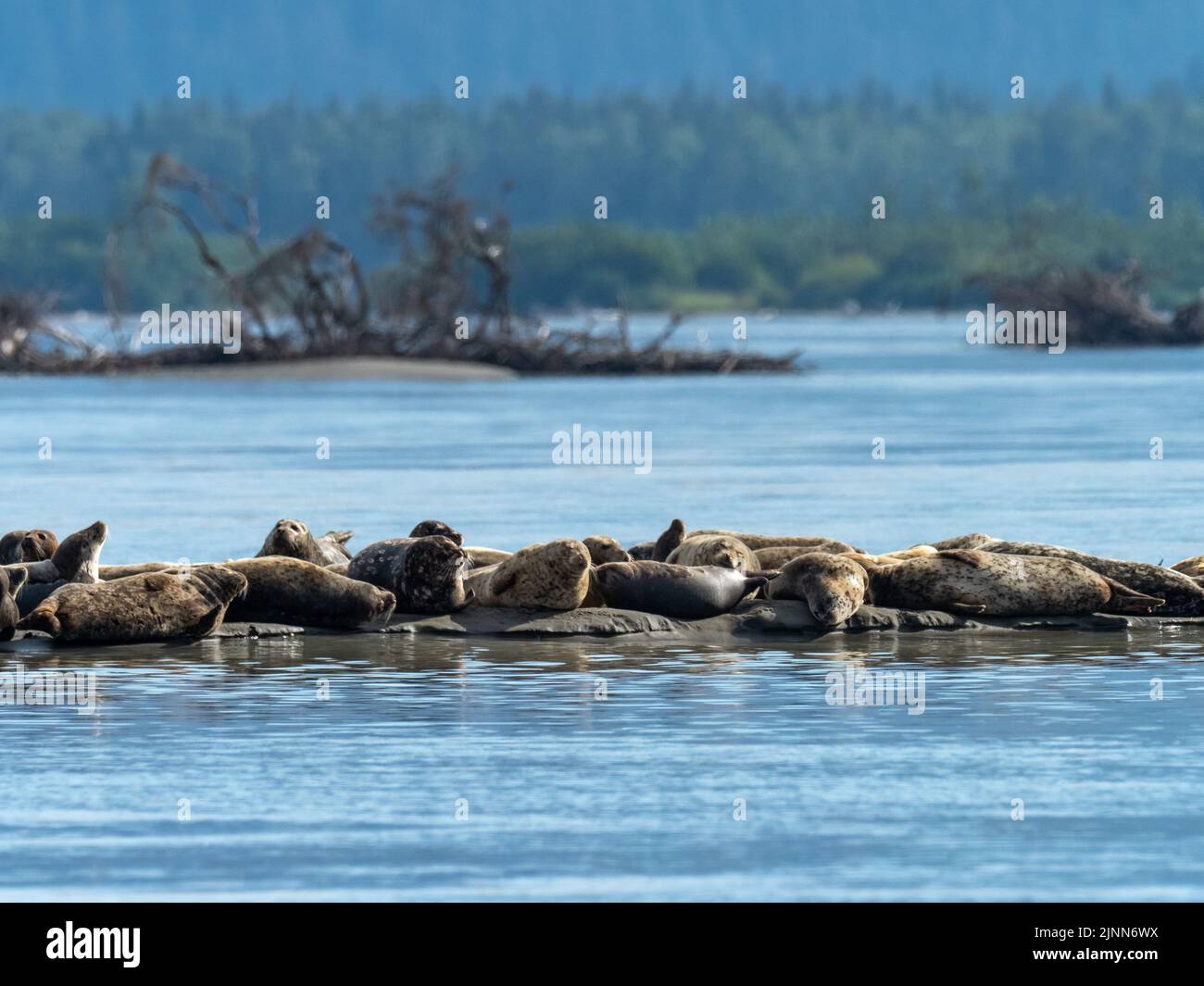 Harbor seal Phoca vitulina, hauled out on the mouth of the Stikine River in Southeast Alaska, USA Stock Photo