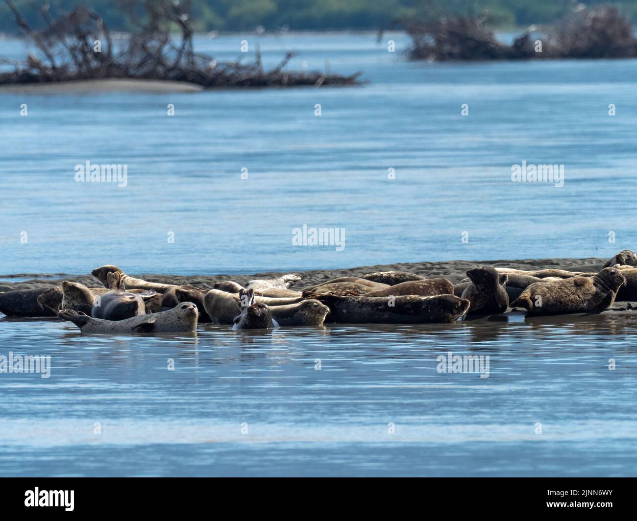Harbor seal Phoca vitulina, hauled out on the mouth of the Stikine River in Southeast Alaska, USA Stock Photo