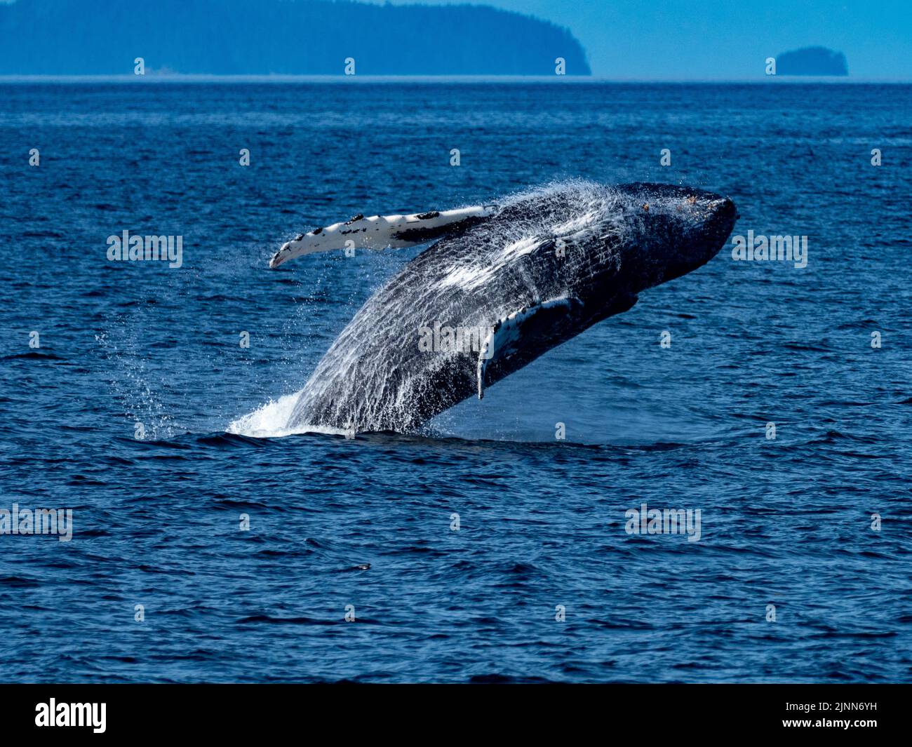 Humpback whale, Megaptera novaeangliae, breaching in the waters of Southeast Alaska, USA Stock Photo