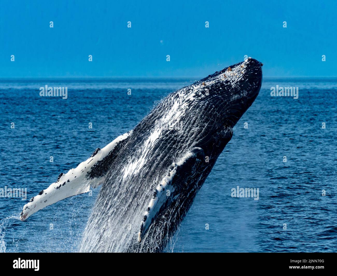 Humpback whale, Megaptera novaeangliae, breaching in the waters of Southeast Alaska, USA Stock Photo