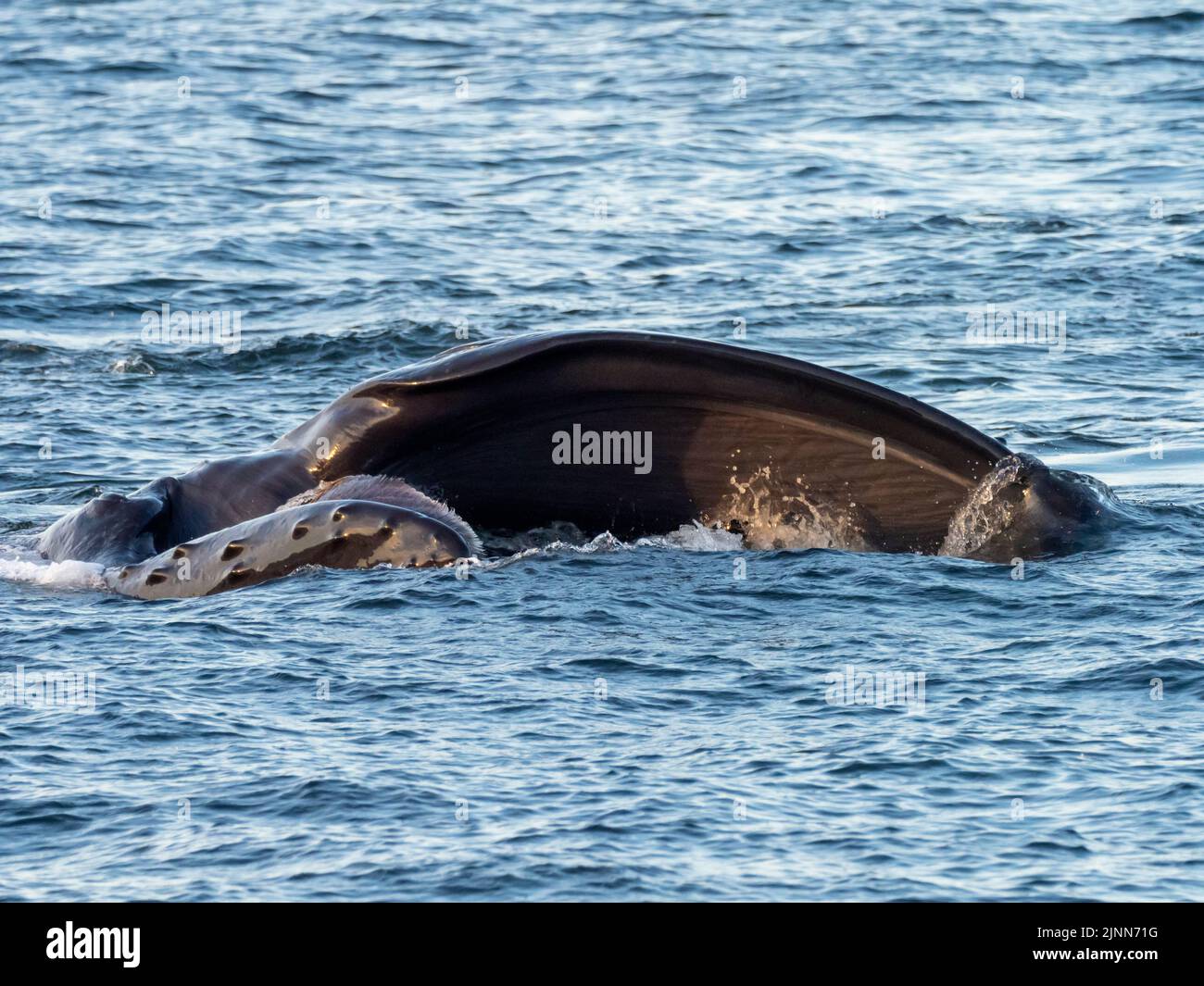 Humpback whale, Megaptera novaeangliae, surface lunge feeding in the waters of Southeast Alaska, USA Stock Photo