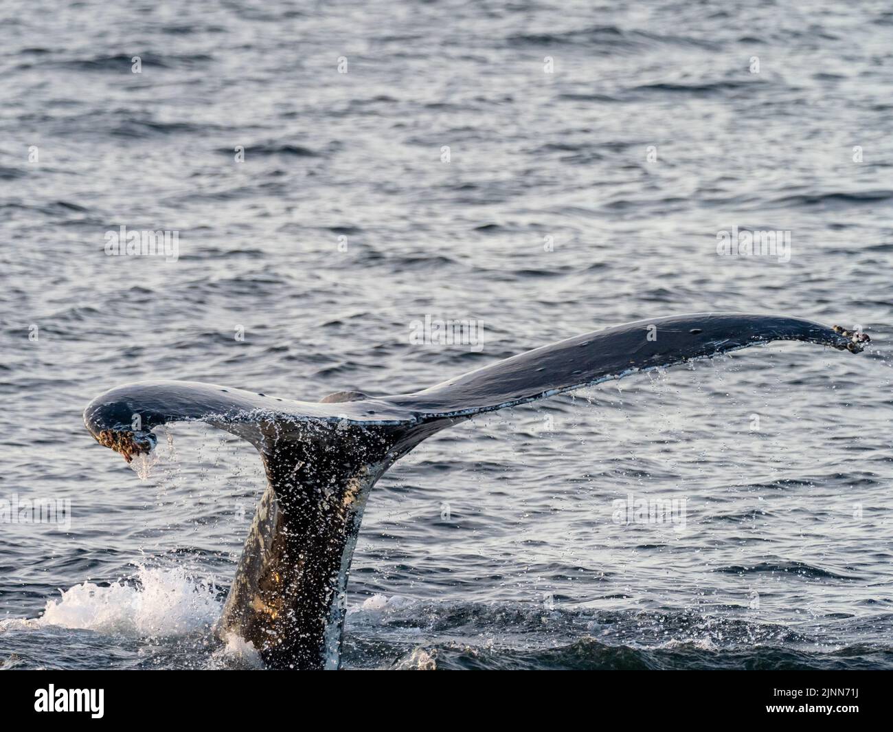 Humpback whale, Megaptera novaeangliae, fluke up diving in the waters of Southeast Alaska, USA Stock Photo