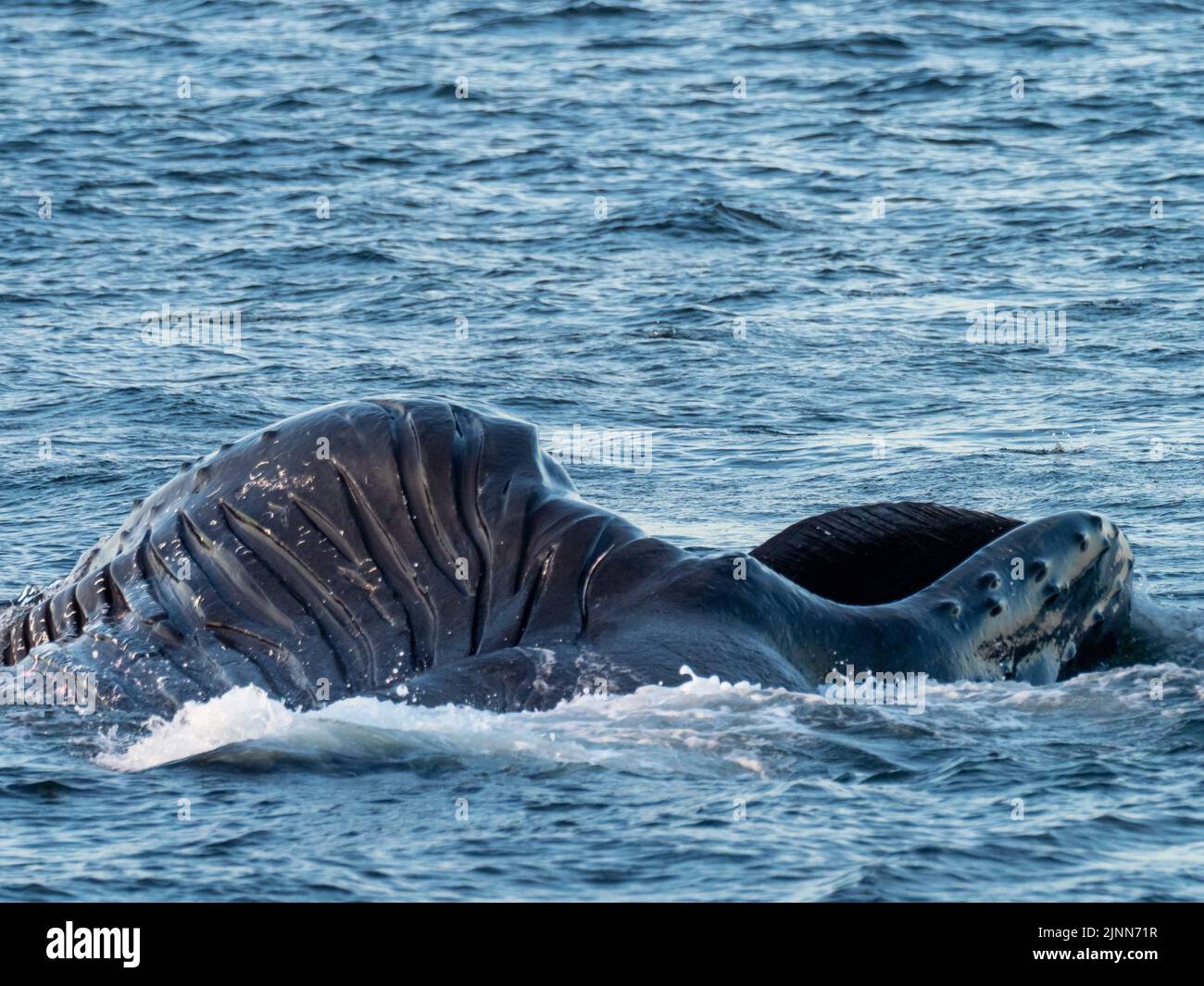 Humpback whale, Megaptera novaeangliae, surface lunge feeding in the waters of Southeast Alaska, USA Stock Photo