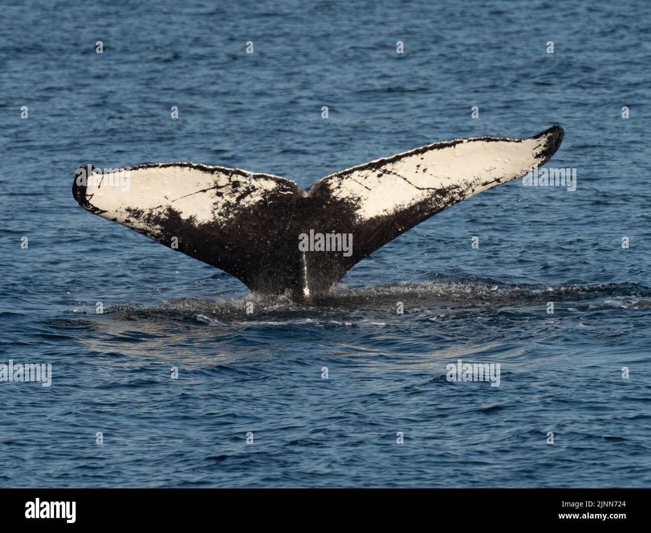 Humpback whale, Megaptera novaeangliae, fluke up diving in the waters of Southeast Alaska, USA Stock Photo